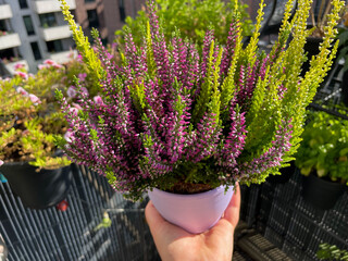 Beautiful blooming pink, purple and white Calluna vulgaris decorative plant  in flower pot in female hand close up