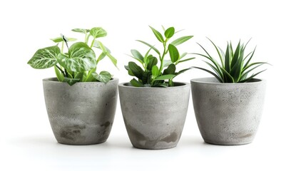 Wall Mural - Isolated concrete plant pots with clipping path on white background