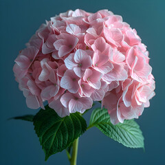 Wall Mural - Close-Up of a Delicate Pink Hydrangea Flower with Green Leaves on a Blue Background Illustration