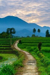 indonesia beauty landscape paddy fields in north bengkulu natural beautiful morning view from Indonesia of mountains and tropical forest