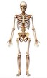 © Stock Spectrum - 3D Rendered Human Skeleton Anatomy, Full Body, Realistic, Digital Art, White Background, Skeleton, Anatomy