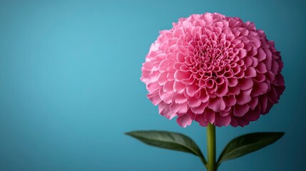 Sticker - Pink Flower on Blue Background