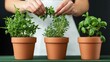 © JAYDA RIN - Woman planting herbs in small pots, DIY indoor garden setup