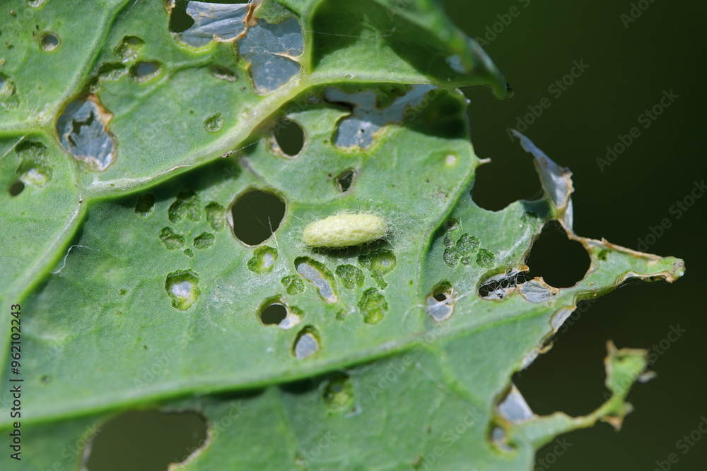 A parasitic wasp cocoon on the underside of a rapeseed leaf damaged by pest caterpillars.