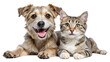 © Maestro - Joyful dog and cat relaxing together at home, cut out transparent