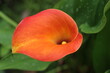 kalla Zantedeschia