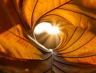 close-up with the sun rays seen through a hole in a yellowed leaf