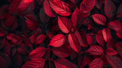 Canvas Print - Red Leaves Close Up: Nature's Vivid Texture