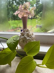 Flower Vase by Window 