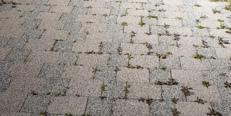 A grey and white tile floor with weeds growing in between the tiles