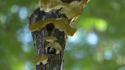 Wall Mural - bird cleaning nest hole. woodpecker from costa rica, hoffmann's woodpecker, melanerpes hoffmannii, b