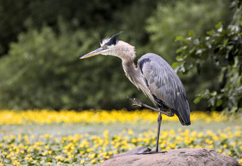 great blue heron sat on rock in a pond with yellow lilly flowers in bloom on water (beautiful large bird) feathers close up wildlife photography (prospect park brooklyn new york city)