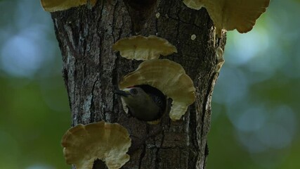 Wall Mural - bird cleaning nest hole. woodpecker from costa rica, hoffmann's woodpecker, melanerpes hoffmannii, b