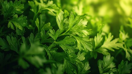 Wall Mural -   Green leaf plant under sunlight