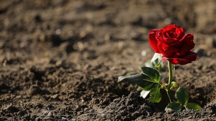 Sticker - A Single Rose Blooming in the Soil