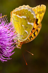 A beautiful butterfly photographed in its habitat. Argynnis pandora. Mediterranean Fritillary. Nature background.  