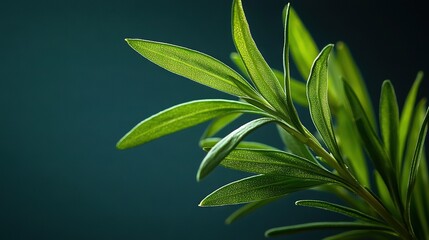 Canvas Print -   A close-up image of a lush green foliage plant against a serene blue sky in the background