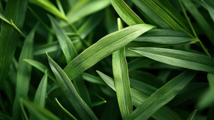 Canvas Print -   A close-up shot of a green plant displaying slender, elongated leaves on its upper part