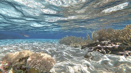 Sticker -   An underwater perspective of a vibrant coral reef displaying various marine species swimming throughout its depths