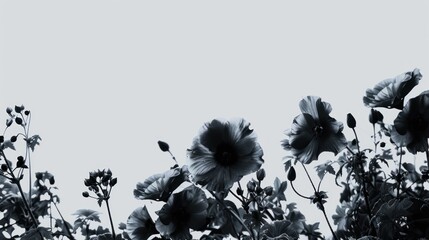 Poster - Black and White Poppy Flowers