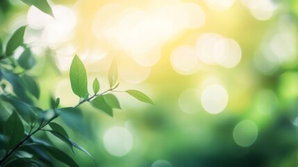 Wall Mural - Soft Green Leaves with Sunlight Bokeh