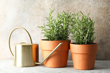 Wall Mural - Rosemary plants growing in pots and watering can on grey textured table. Aromatic herb