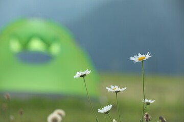 Beautiful chamomile flowers blooming near tent in mountains, closeup