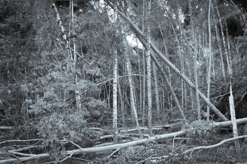 Broken trees after a hurricane in the forest