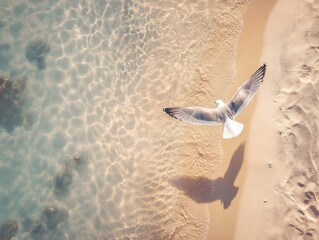 Canvas Print - Seagull Soaring Over Crystal Clear Water