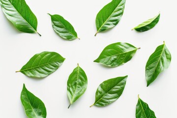 Poster - A group of green leaves arranged on a white surface