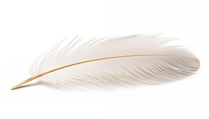 Canvas Print - white feather isolated