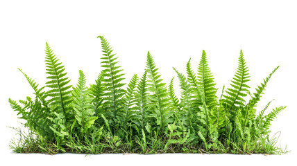green fern plants on transparent background.