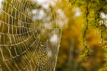 Large spiderweb up close with raindrops