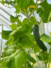 Wall Mural - Close up of a young cucumber plants growing in a green house, eco agriculture concept 