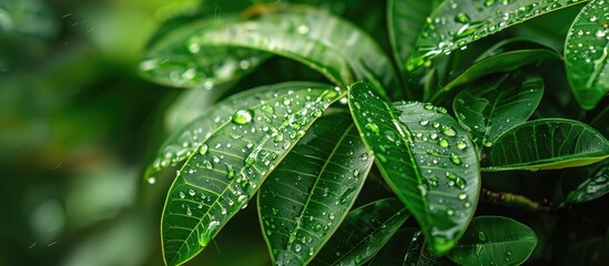 Wall Mural - Green Leaves Of Frangipani Plant Get Wet After The Rain