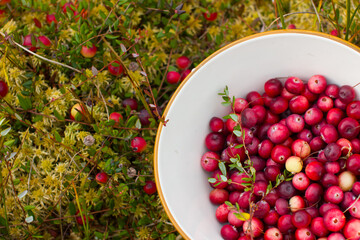 ripe, red cranberries growing in a swamp in the northern forests. Autumn harvest of wild berries