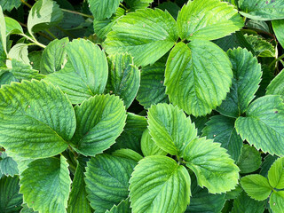 Close-up of a wooden sign labeled 'Strawberry' amidst vibrant green strawberry plant leaves in a garden setting.