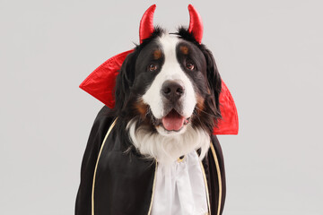 Canvas Print - Cute Bernese mountain dog dressed as Dracula for Halloween party on grey background