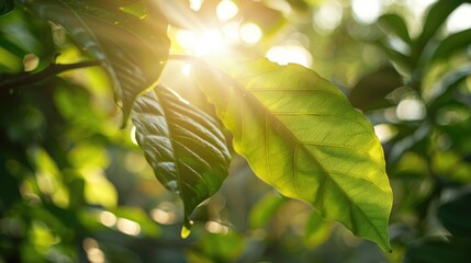 Poster - Beautiful green leaf in garden with sunlight on blurred background.