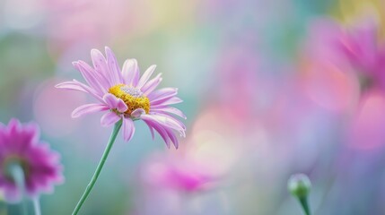 Canvas Print - Pink Flower in Soft Focus