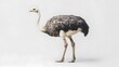 © LeoArtes - Ostrich on White Background, Photo Realistic, Texture, Pattern Background, Wallpaper, Cover and Screen for Smartphone, PC, Laptop, 9:16 and 16:9 Format