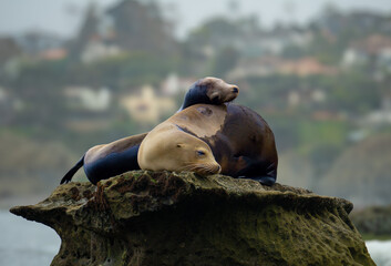 sea lion on the rocks