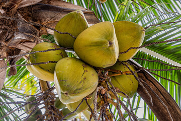 Coconuts on a Palm Tree