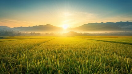 Wall Mural - A serene sunrise over lush rice fields, highlighting nature's beauty and tranquility.