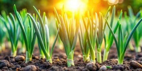 Closeup of thriving green onion shoots in early spring garden, bathed in natural sunlight , green onions, shoots, soil