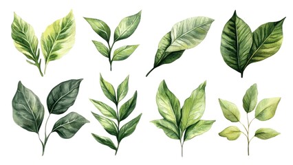 Poster - A set of green leaves are shown in various sizes and orientations