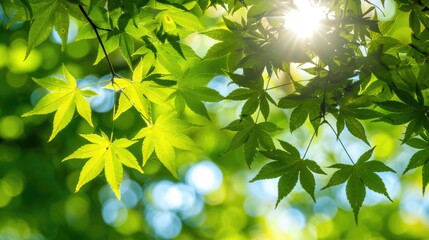 Wall Mural - Maple tree branches in the summer sun.