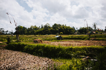 View of fields and rice terraces with palm trees in the background