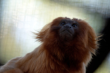 Wall Mural - The golden lion tamarin, also known as the golden marmoset, is a small New World monkey