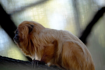 Wall Mural - The golden lion tamarin, also known as the golden marmoset, is a small New World monkey